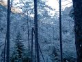 Bosci della lungo torrente Raccolana d'inverno