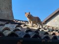 Cat on a roof in Patocco